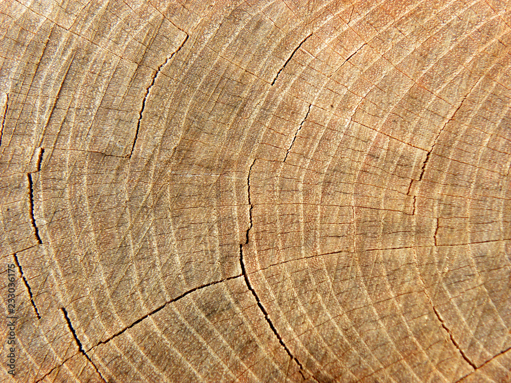 Naklejka premium деревянный фон текстуры, вырубленная древесина с годовыми кольцами