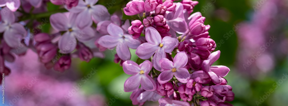 Obraz premium lilac blossoms on branches