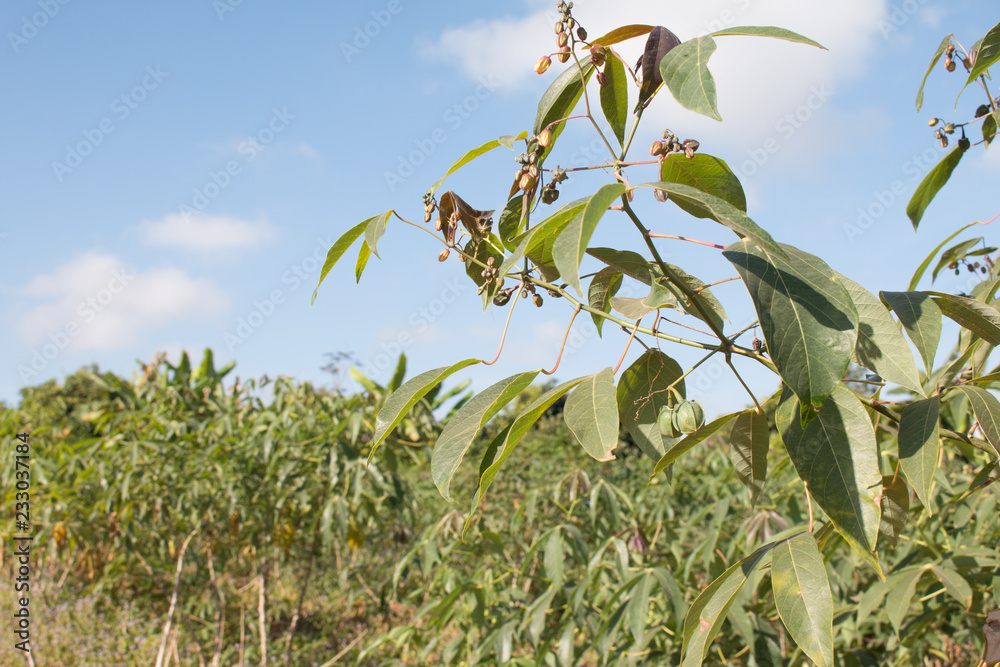 Fototapeta premium Cassava tree in field