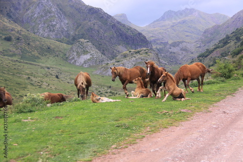 Caballos en Pirineo