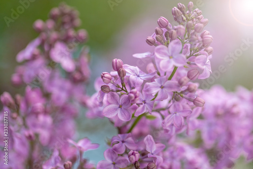  lilac blossoms on branches © lms_lms