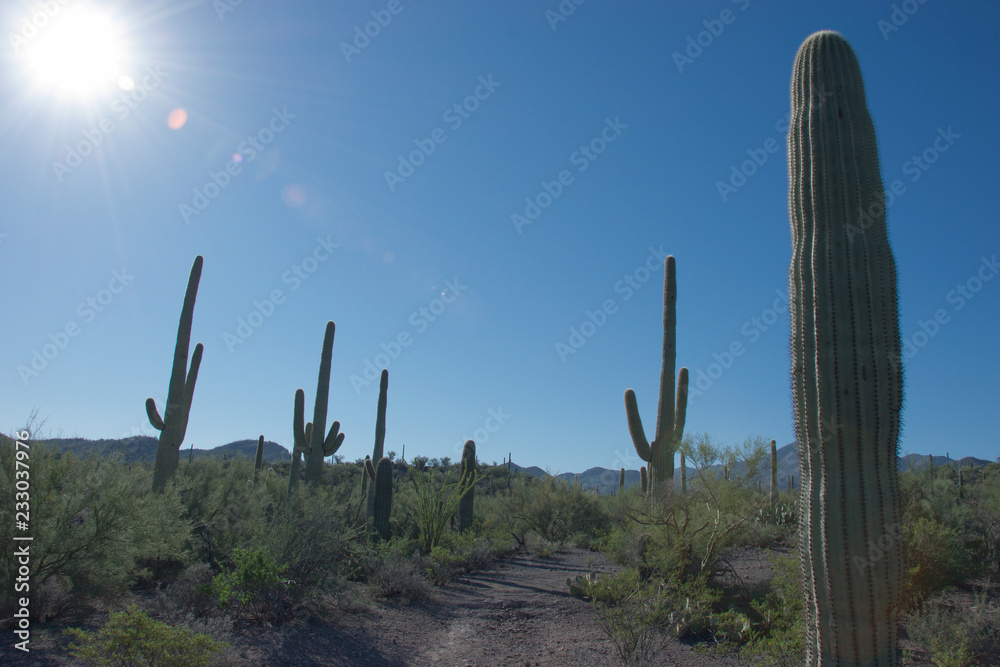 Field of Saguaro Cactus
