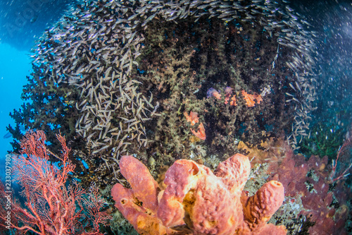 Fototapeta Naklejka Na Ścianę i Meble -  Beautiful, colorful, and healthy coral reef underwater from tropical Indonesia
