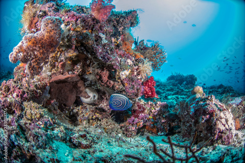 Beautiful  colorful  and healthy coral reef underwater from tropical Indonesia