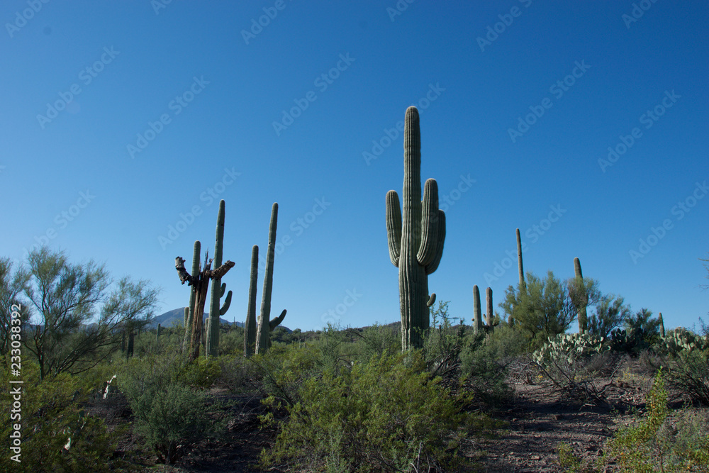 Multiple Saguaro in Tucson Desert