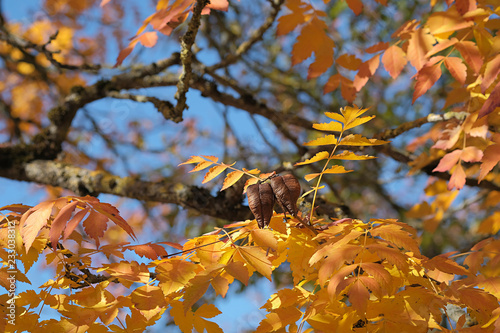 Koelreuteria paniculata Blasenstrauch photo