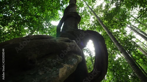 Beautiful tree in amazonian rainforest from underneath with giant liana around. French Guiana