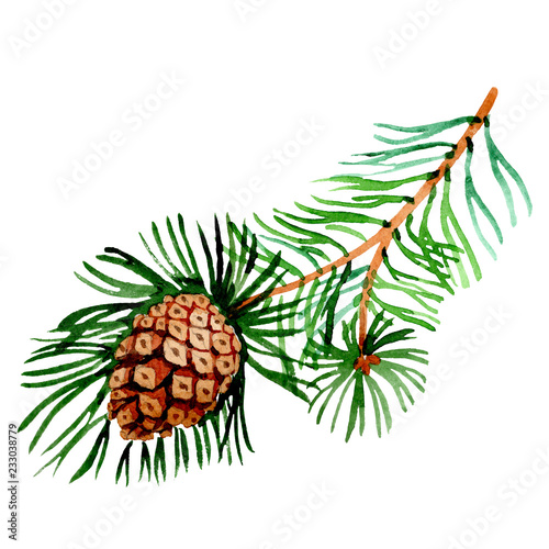 Pine branch. Christmas winter holiday symbol in a watercolor style isolated. 2019 year.