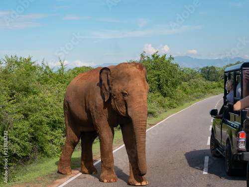 Elephant on the road. © sablinstanislav
