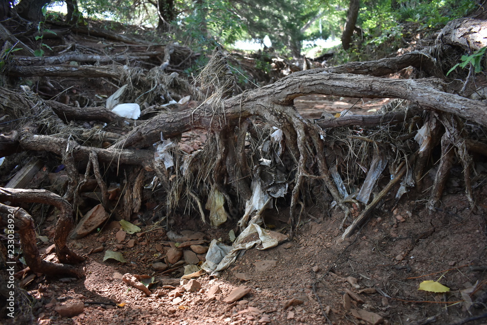 Obraz premium roots of tree