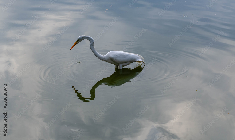 Fototapeta premium Heron waiting patiently for her fishing.