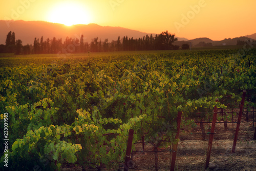 Sunset over French vineyard 