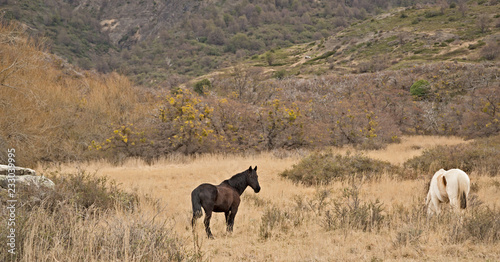 Fototapeta Naklejka Na Ścianę i Meble -  Wild horses in Patagonia Chile Argentina 