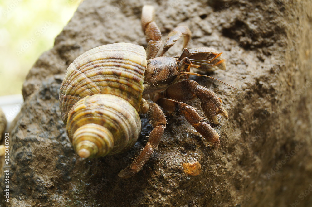Hermit Crab Struggles to climb on a Rock