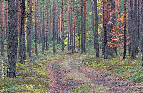 Fototapeta Naklejka Na Ścianę i Meble -  Las jesienią.