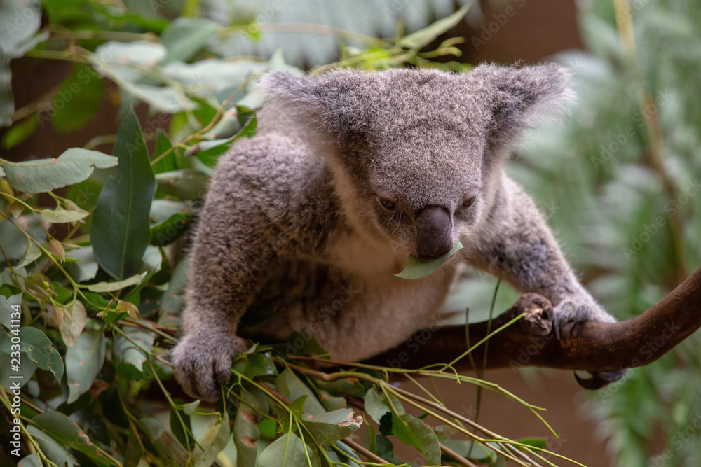 Obraz premium Grey Australian Koala