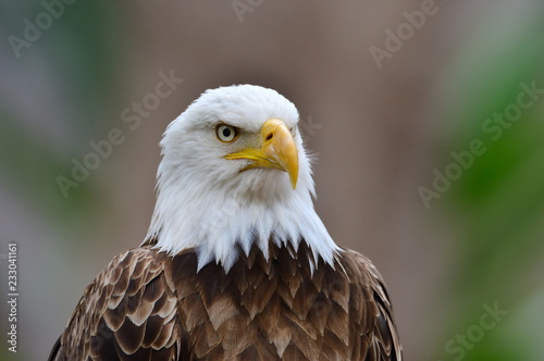 The Bald Eagle  Haliaeetus leucocephalus  portrait