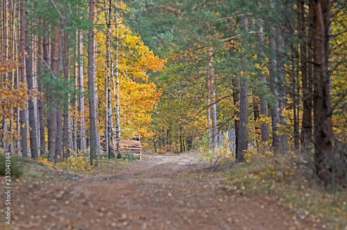 Jesień w lesie.
