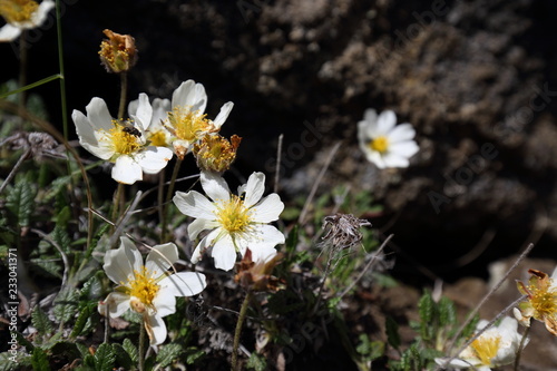 Island Lava Blume