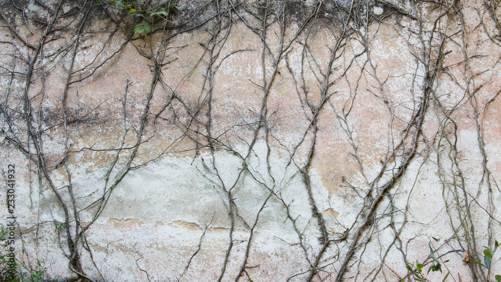 Vines in dirty wall with peeling paint. Rustic and cracked wall for grunge background or texture. With copy space Vines in dirty wall with peeling paint. Rustic and cracked wall for grunge background or texture. With copy space