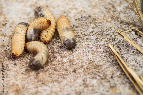 Fényképezés little woodworm