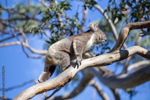 Australian Grey Koala