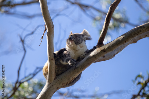 Grey Australian Koala