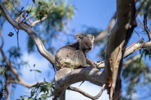 Fototapeta Naklejka Na Ścianę i Meble -  Grey Australian Koala