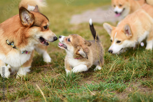 welsh corgi pembroke puppy plaing with adult dogs as a part of puppy socialisation