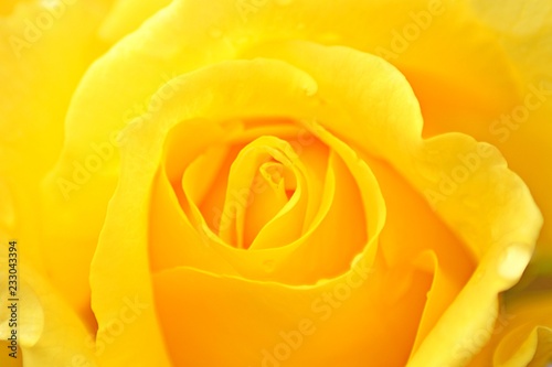 yellow rose