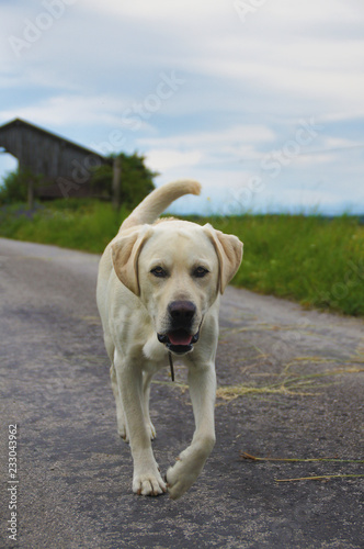 Heller Labrador beim Gassi auf Feldweg