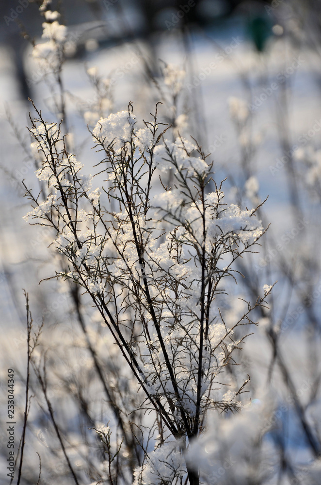 Snow on the branches. Winter landscape. Snow on the branches. Winter landscape.