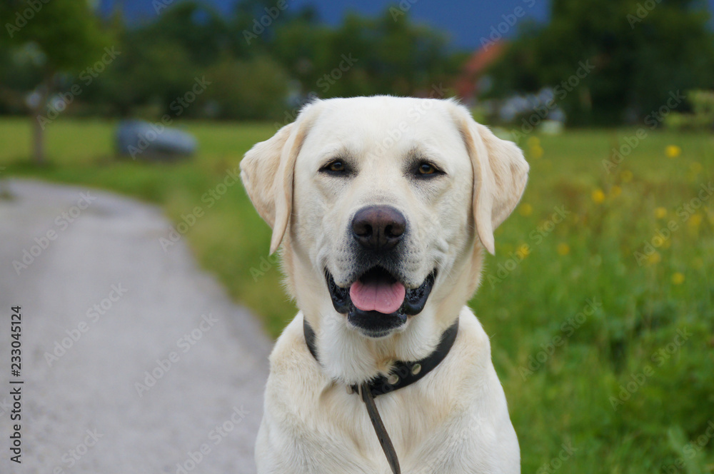 Portrait eines aufmerksamen hellen Labrador auf Feldweg Portrait eines aufmerksamen hellen Labrador auf Feldweg