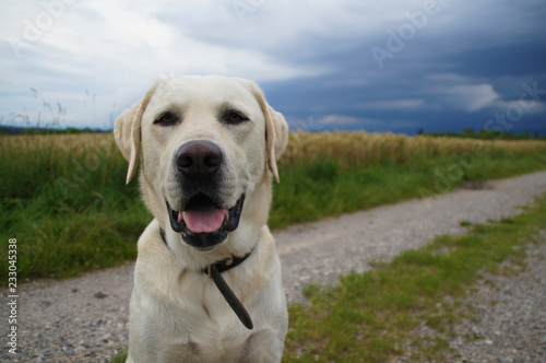 Portrait eines aufmerksamen hellen Labrador auf Feldweg