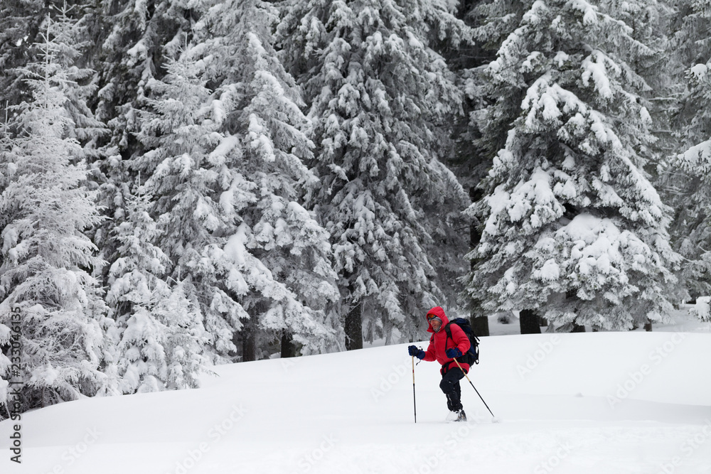 Hiker go on snowy slope in snow-covered forest at gray winter day
