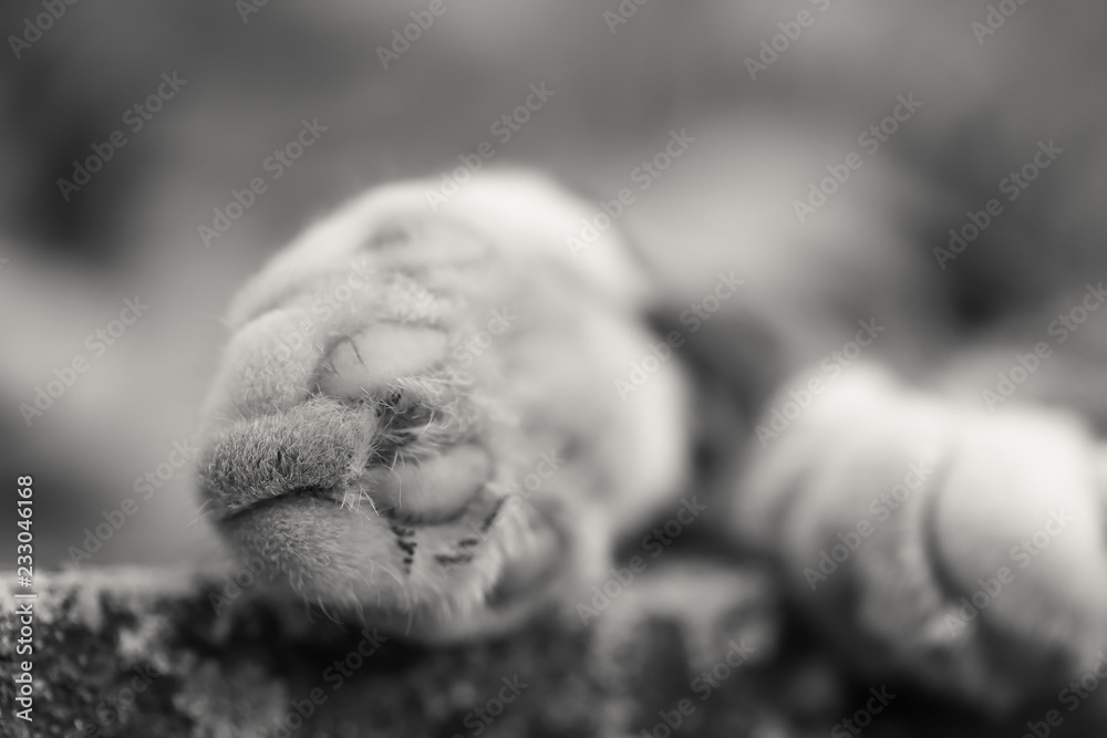 a black and white white cat paw on the concrete.Cat paw close up a black and white white cat paw on the concrete.Cat paw close up
