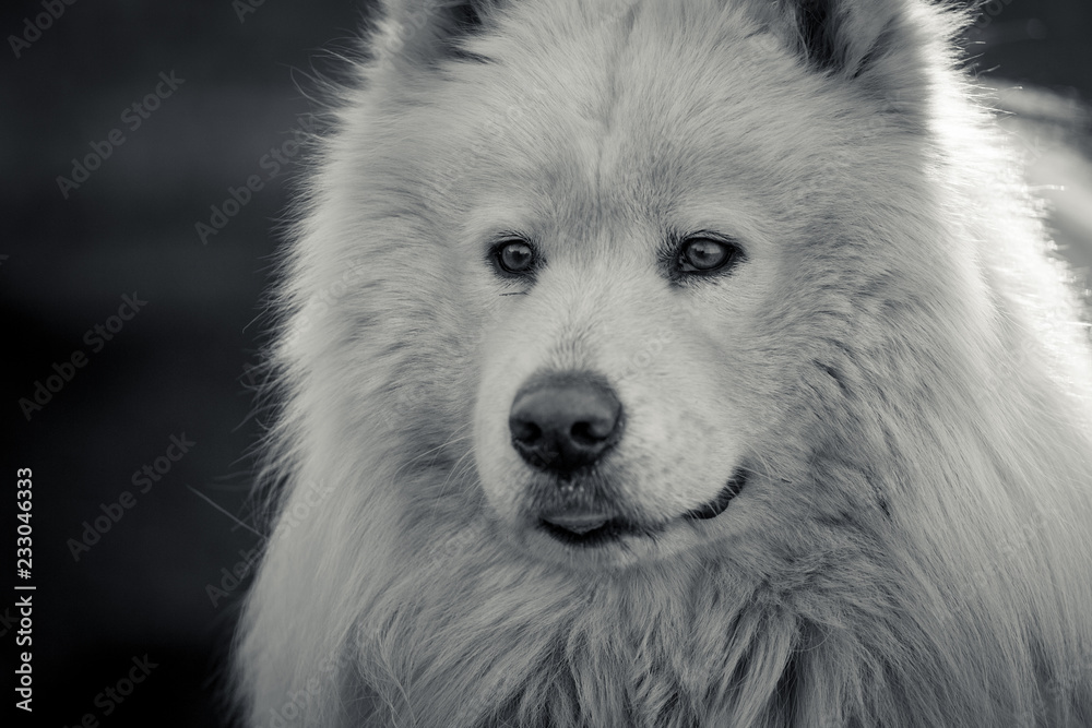 black and white. Samoyed had close up. Big dog looking at the distance