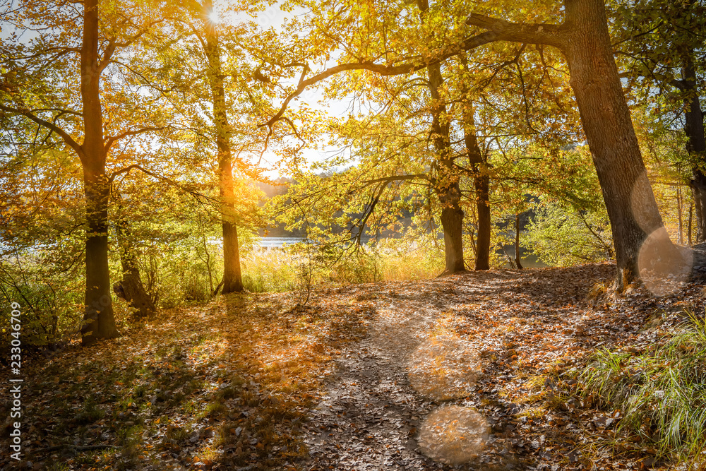 Fototapeta premium Buchenwald am Liepnitzsee bei Wandlitz in herbstlichen Farben 