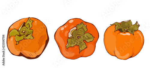 Bright vector set of colorful whole juicy persimmon. Fresh cartoon persimmon isolated on white background. Juice or jam logotype.