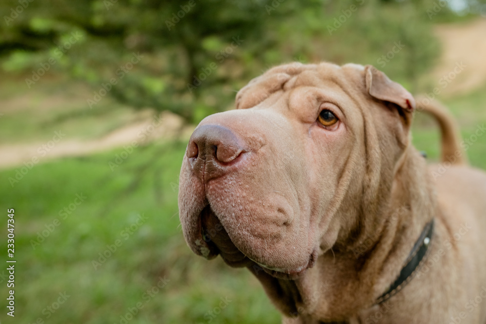 Serious dog face portrait against bright nature background and wooden boards. Purebred shar pei dog with intelligent eyes. Close up doggy outside. Shar-pei is looking aside.Copy space