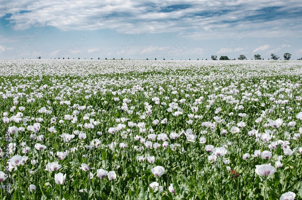 White poppy, Papaver  somniferum L., field of opium