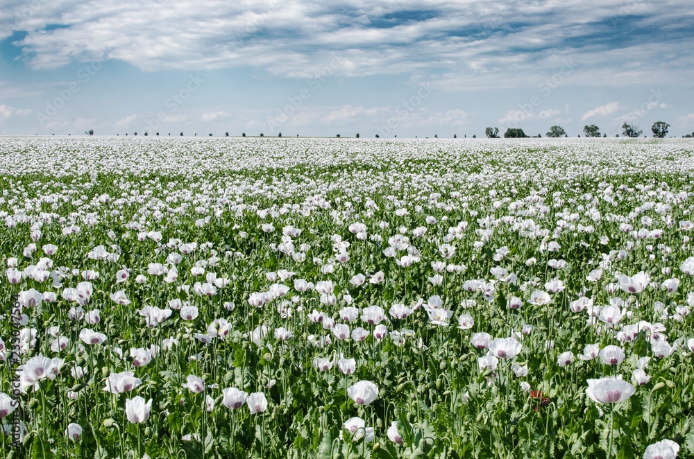 White poppy, Papaver somniferum L., field of opium White poppy, Papaver somniferum L., field of opium