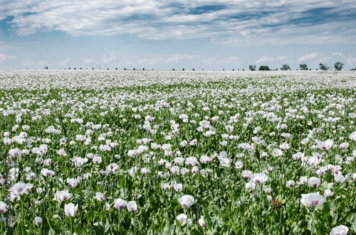 White poppy, Papaver  somniferum L., field of opium