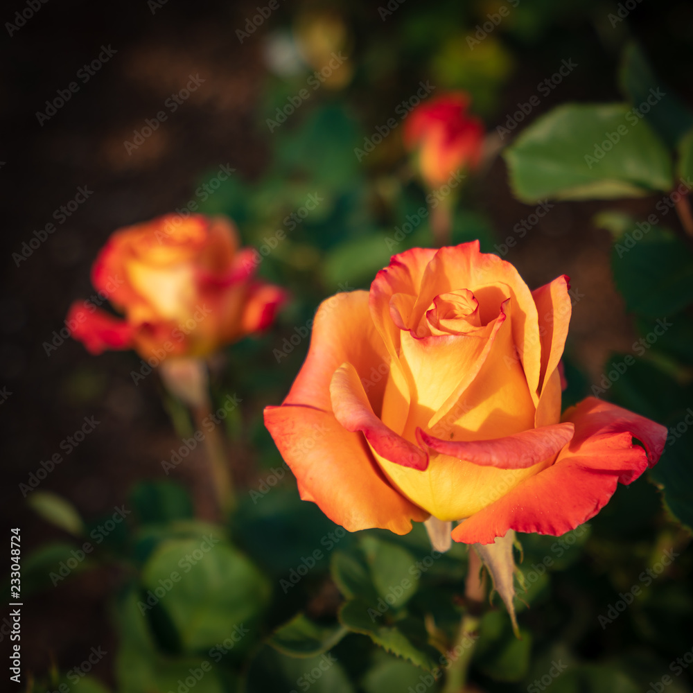 Pink and orange rose in a garden in South Africa