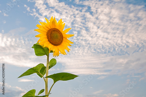 Flower of sunflower on a background of blue sky with clouds