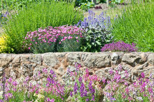 Bild auf Leinwand Pink, blue flowers in bloom by a stone wall in rockery garden, on a sunny summer day