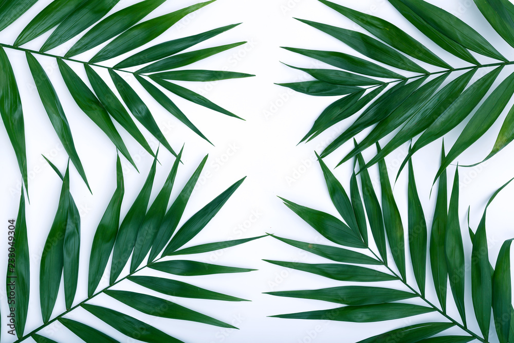 ehr schöne grüne Palmen Blätter für Produkt Repräsentation auf der Banner Homepage mit weißem Hintergrund
