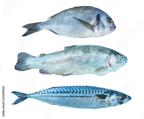 Fish rainbow trout, dorado, mackerel, isolated on a white background. Set of marine fish. Marine fish over white background. Fishes with copy space for text.