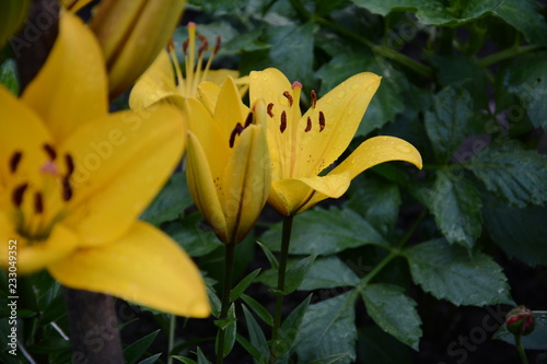 Fototapeta Naklejka Na Ścianę i Meble -  The flower of a yellow lily growing in a summer garden.