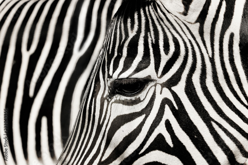 Detail zebra with the background of other zebra